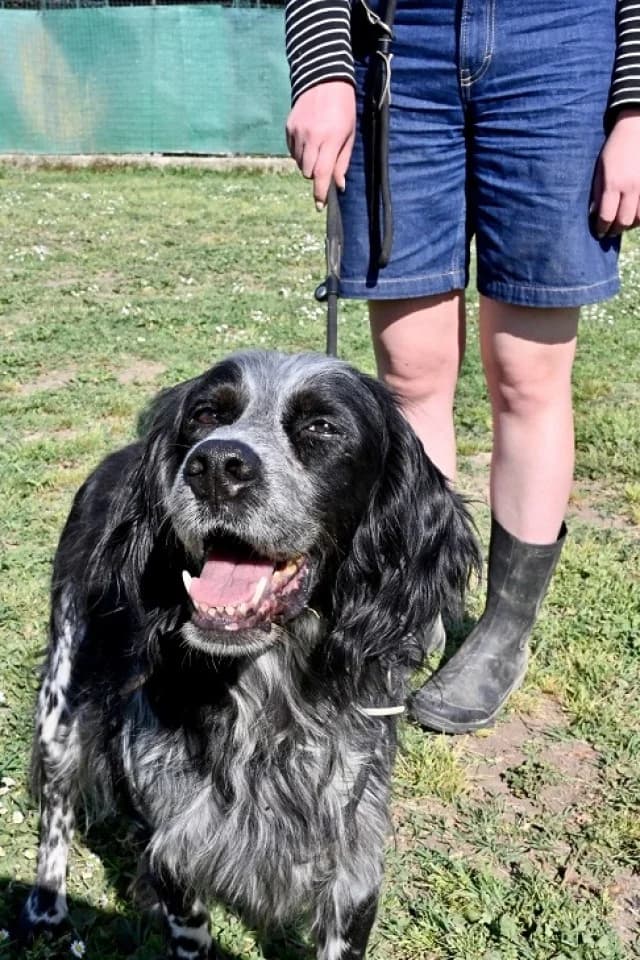 Curgan, male English Setter for adoption at Tierheimhelden, Dortmund — photo 7 of 8