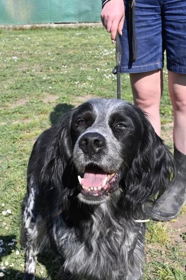 Curgan, male English Setter for adoption at Tierheimhelden, Dortmund — photo 8 of 8