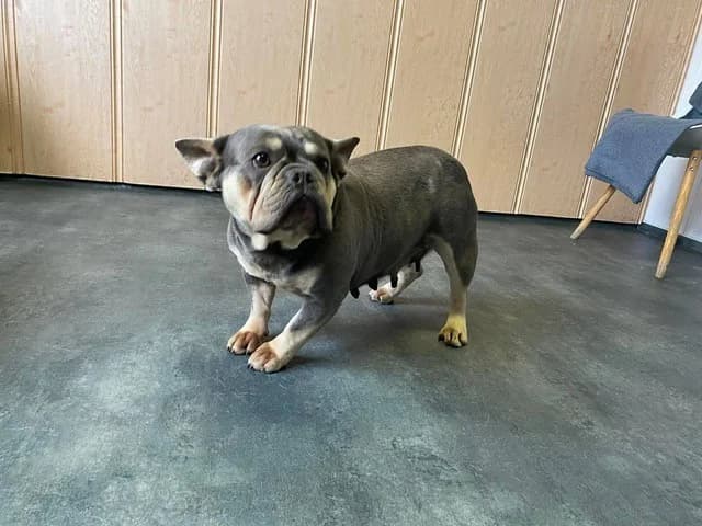 Brandy, female French Bulldog for adoption at Tierheimhelden