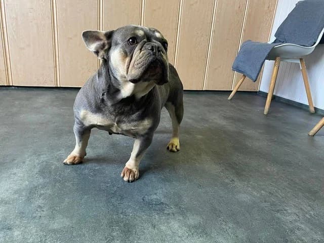 Brandy, female French Bulldog for adoption at Tierheimhelden — photo 2 of 5