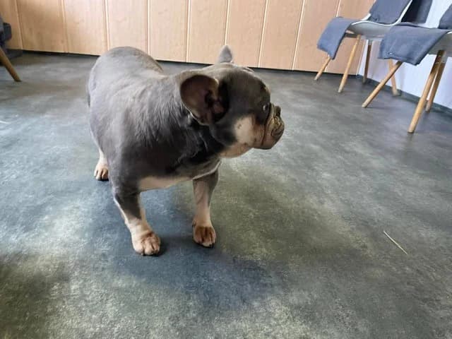 Brandy, female French Bulldog for adoption at Tierheimhelden — photo 3 of 5