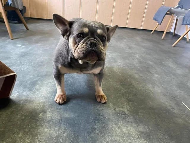 Brandy, female French Bulldog for adoption at Tierheimhelden — photo 4 of 5