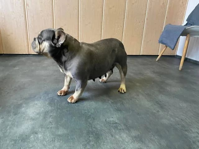 Brandy, female French Bulldog for adoption at Tierheimhelden — photo 5 of 5