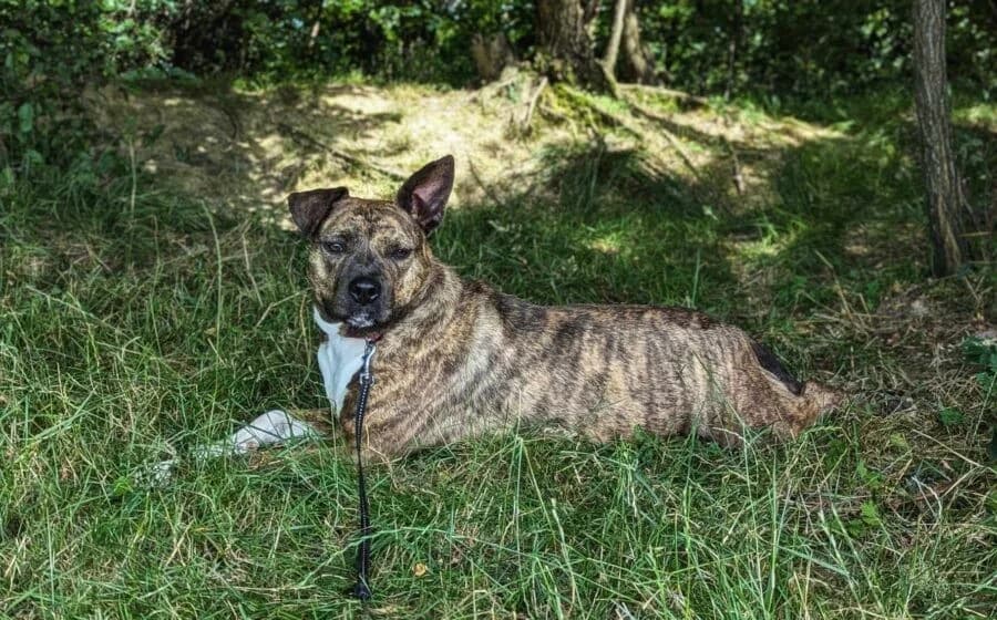 Chihiro, female Mixed Breed for adoption at Tierheimhelden