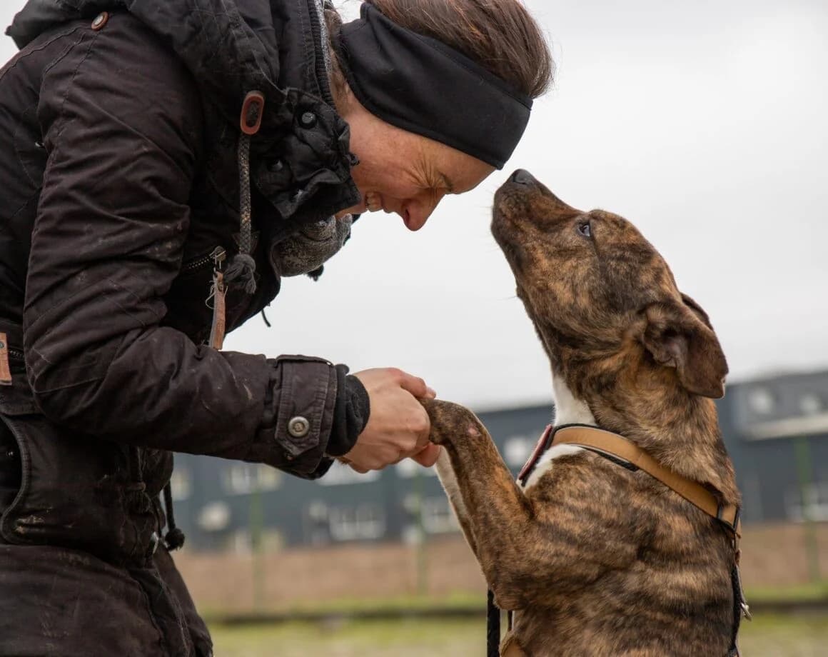 Chihiro, female Mixed Breed for adoption at Tierheimhelden — photo 2 of 7