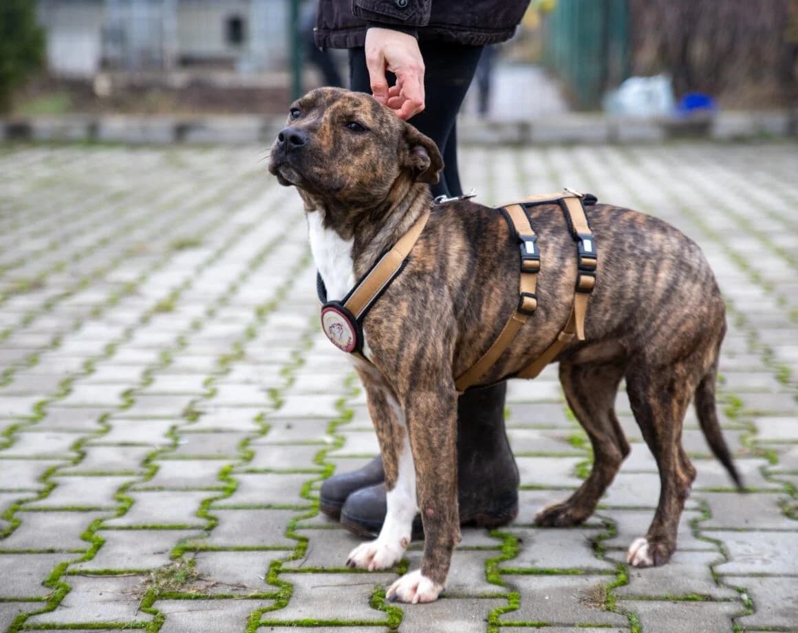 Chihiro, female Mixed Breed for adoption at Tierheimhelden — photo 3 of 7