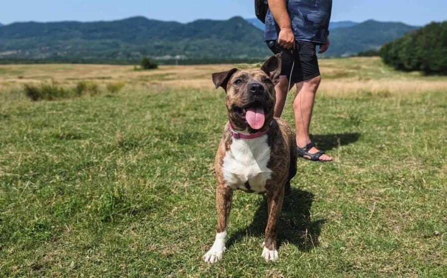 Chihiro, female Mixed Breed for adoption at Tierheimhelden — photo 4 of 7