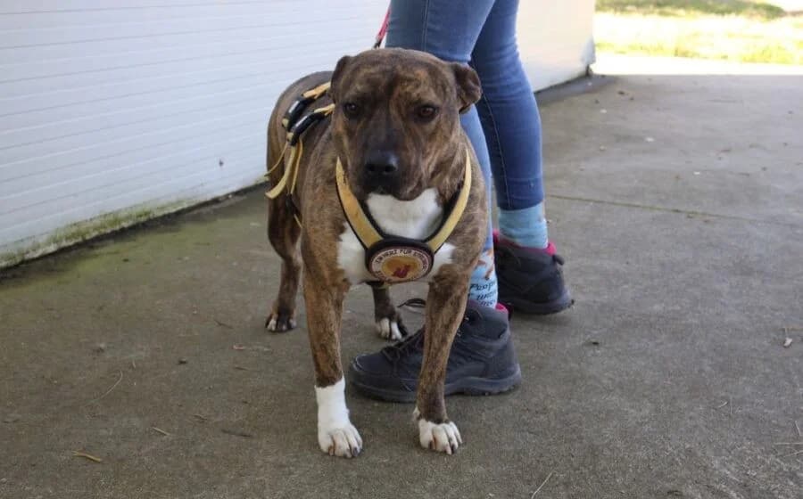 Chihiro, female Mixed Breed for adoption at Tierheimhelden — photo 5 of 7
