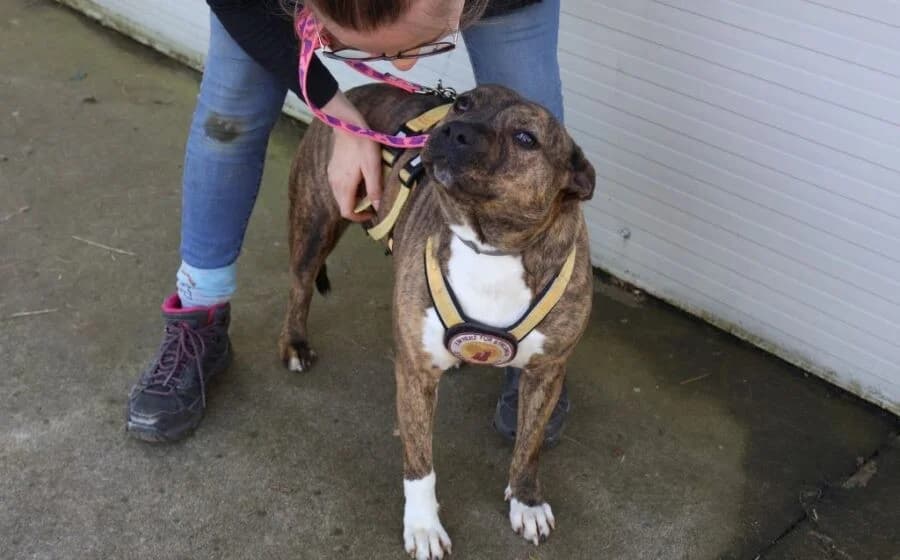 Chihiro, female Mixed Breed for adoption at Tierheimhelden — photo 6 of 7
