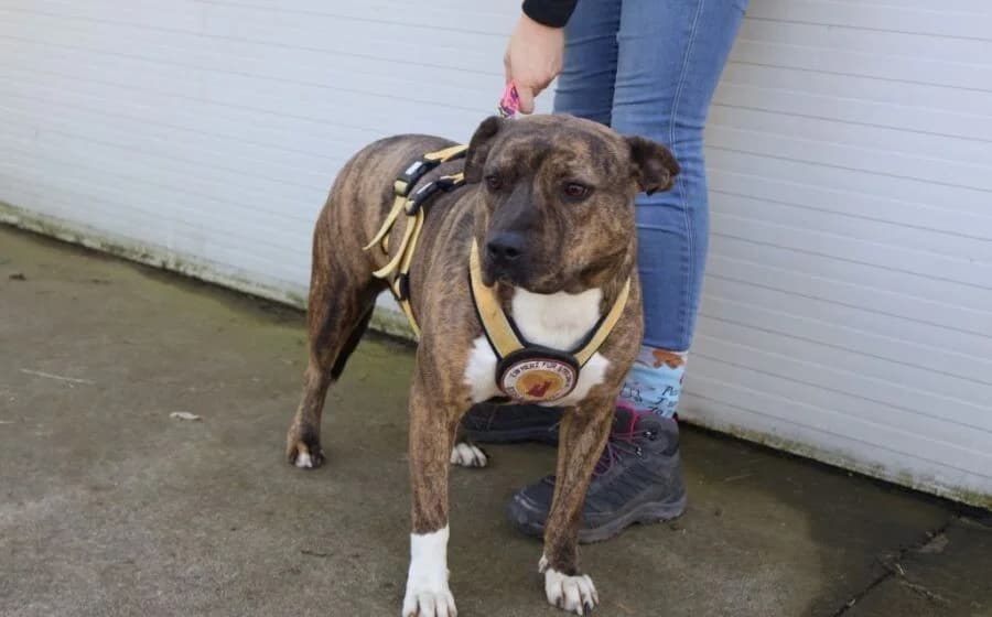 Chihiro, female Mixed Breed for adoption at Tierheimhelden — photo 7 of 7