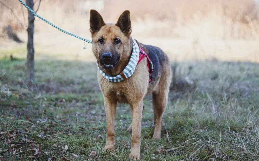 Ariana, female Mixed Breed for adoption at Tierheimhelden — photo 2 of 7