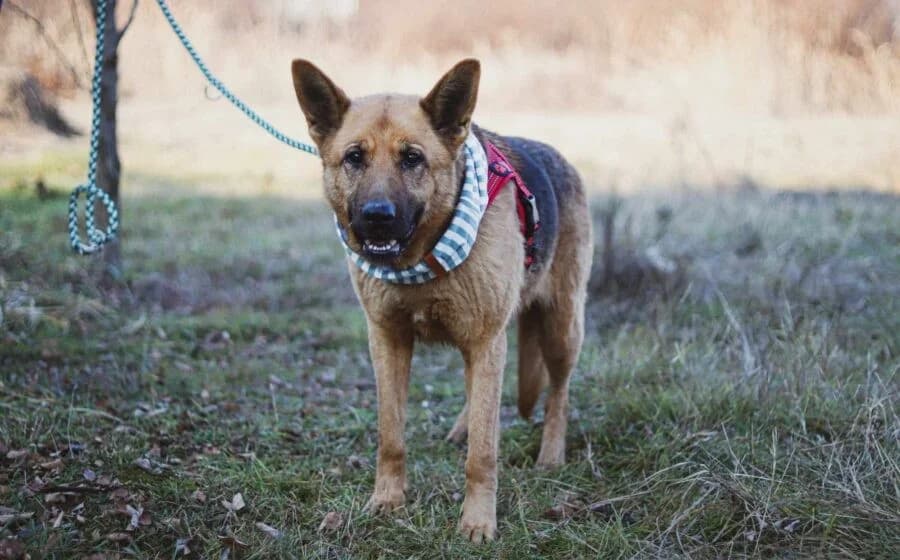 Ariana, female Mixed Breed for adoption at Tierheimhelden — photo 3 of 7