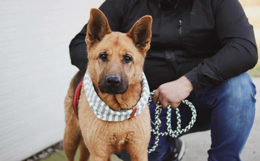 Ariana, female Mixed Breed for adoption at Tierheimhelden — photo 4 of 7