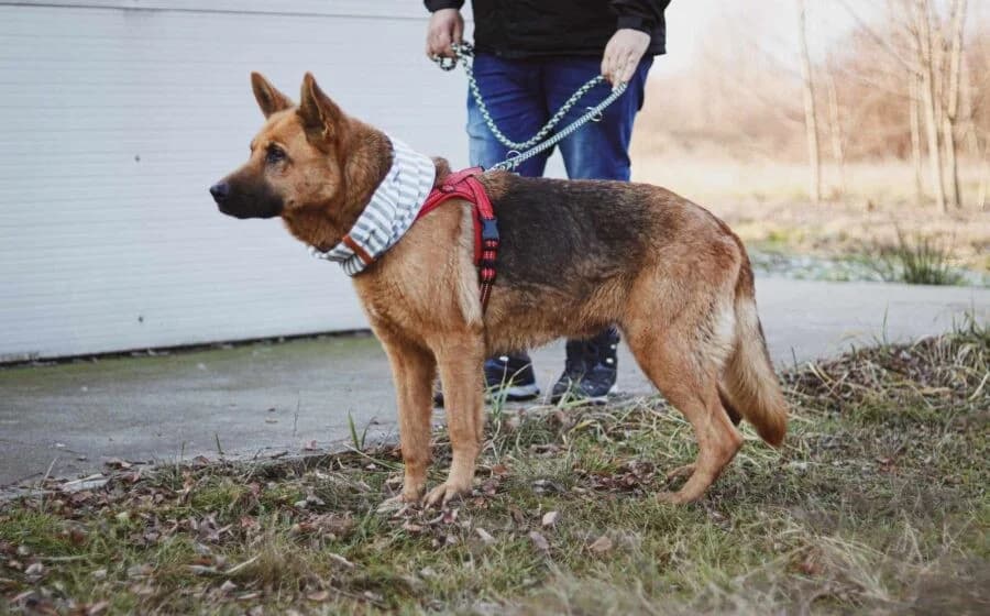 Ariana, female Mixed Breed for adoption at Tierheimhelden — photo 5 of 7