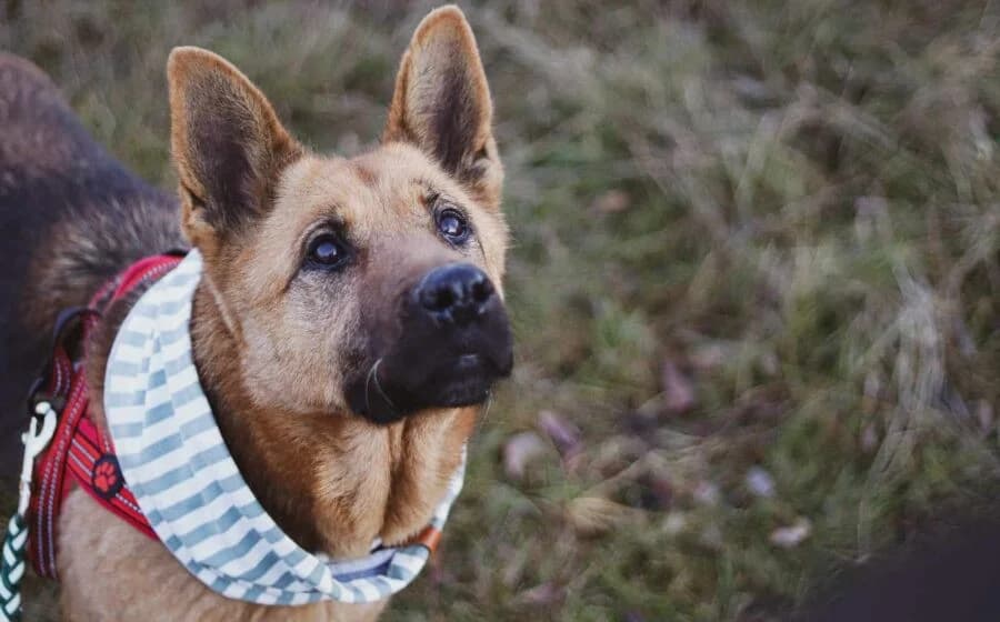 Ariana, female Mixed Breed for adoption at Tierheimhelden — photo 6 of 7