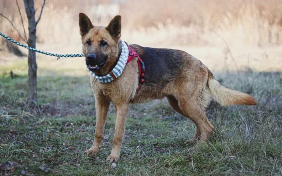 Ariana, female Mixed Breed for adoption at Tierheimhelden — photo 7 of 7