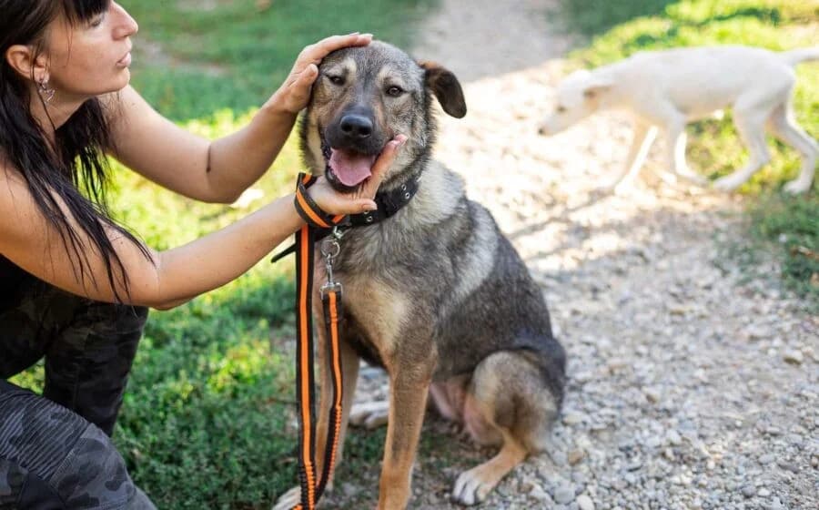 Lady Silver, female Mixed Breed for adoption at Tierheimhelden