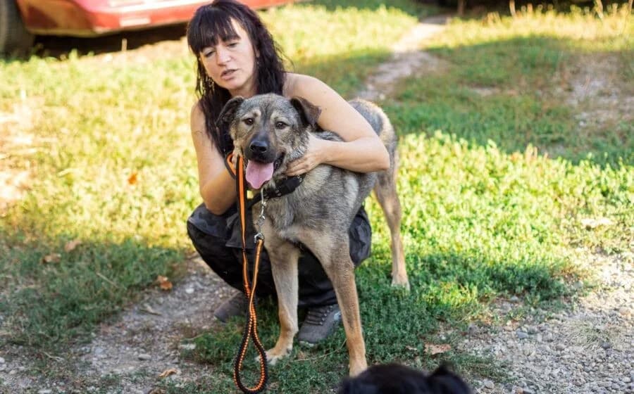 Lady Silver, female Mixed Breed for adoption at Tierheimhelden — photo 2 of 5
