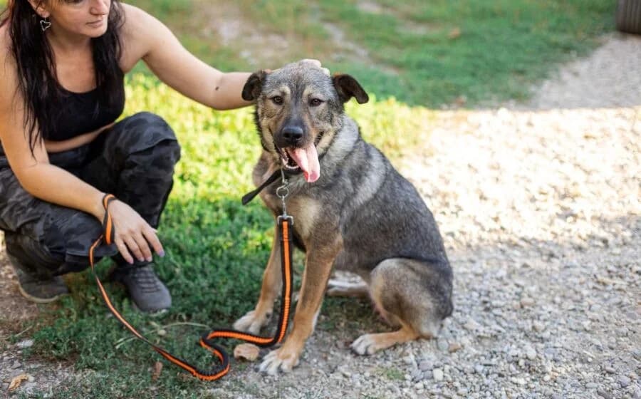Lady Silver, female Mixed Breed for adoption at Tierheimhelden — photo 3 of 5