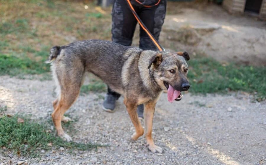 Lady Silver, female Mixed Breed for adoption at Tierheimhelden — photo 4 of 5