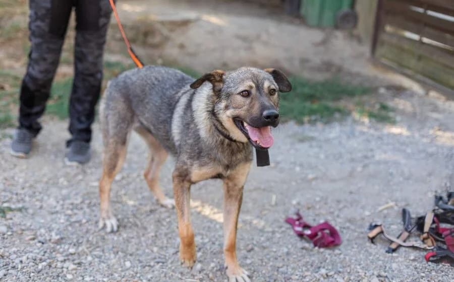 Lady Silver, female Mixed Breed for adoption at Tierheimhelden — photo 5 of 5