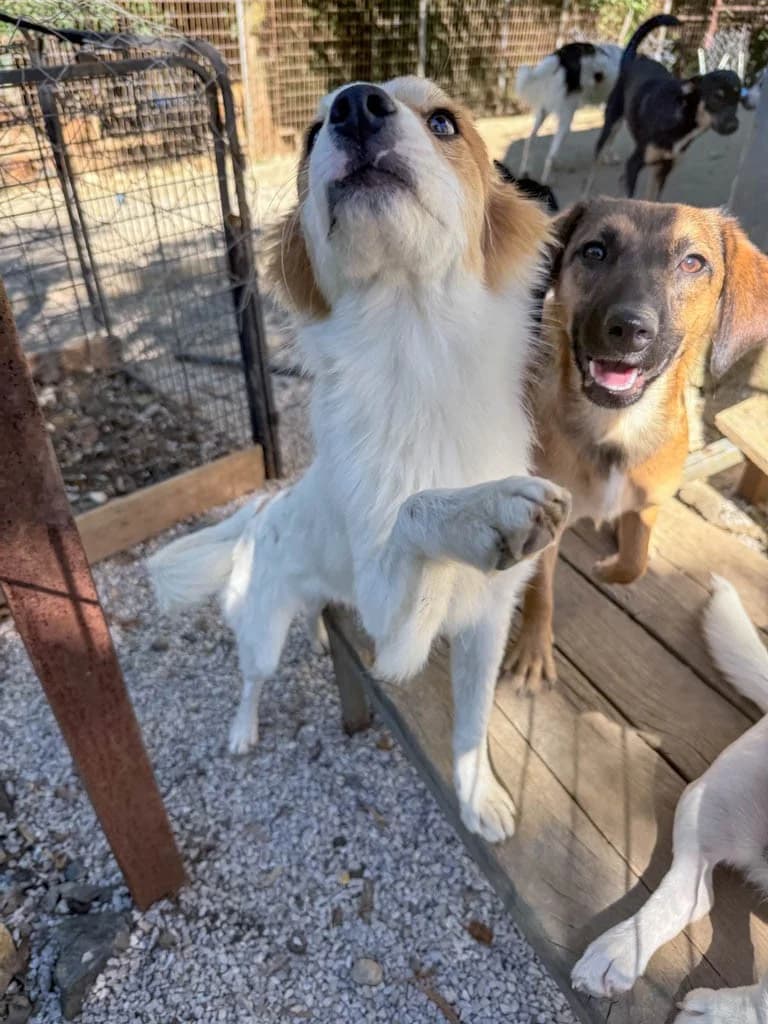 Alma, female Mixed Breed for adoption at Tierheimhelden — photo 2 of 24