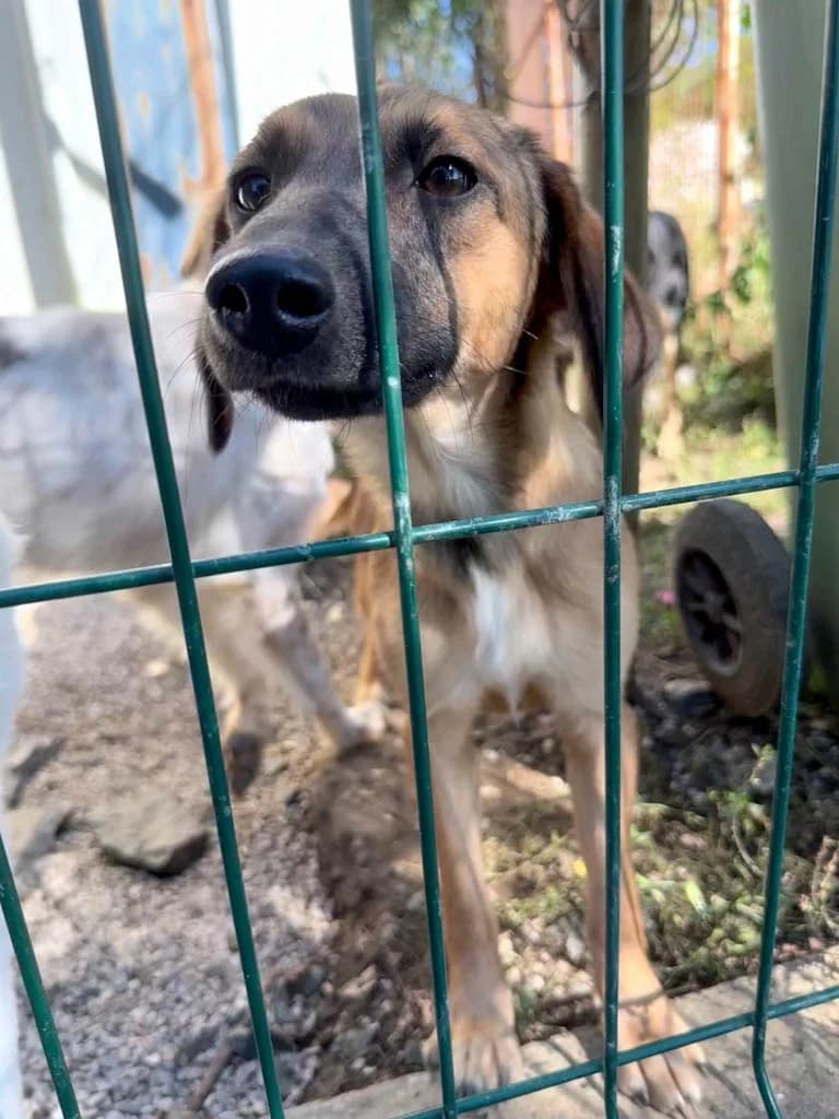 Alma, female Mixed Breed for adoption at Tierheimhelden — photo 3 of 24
