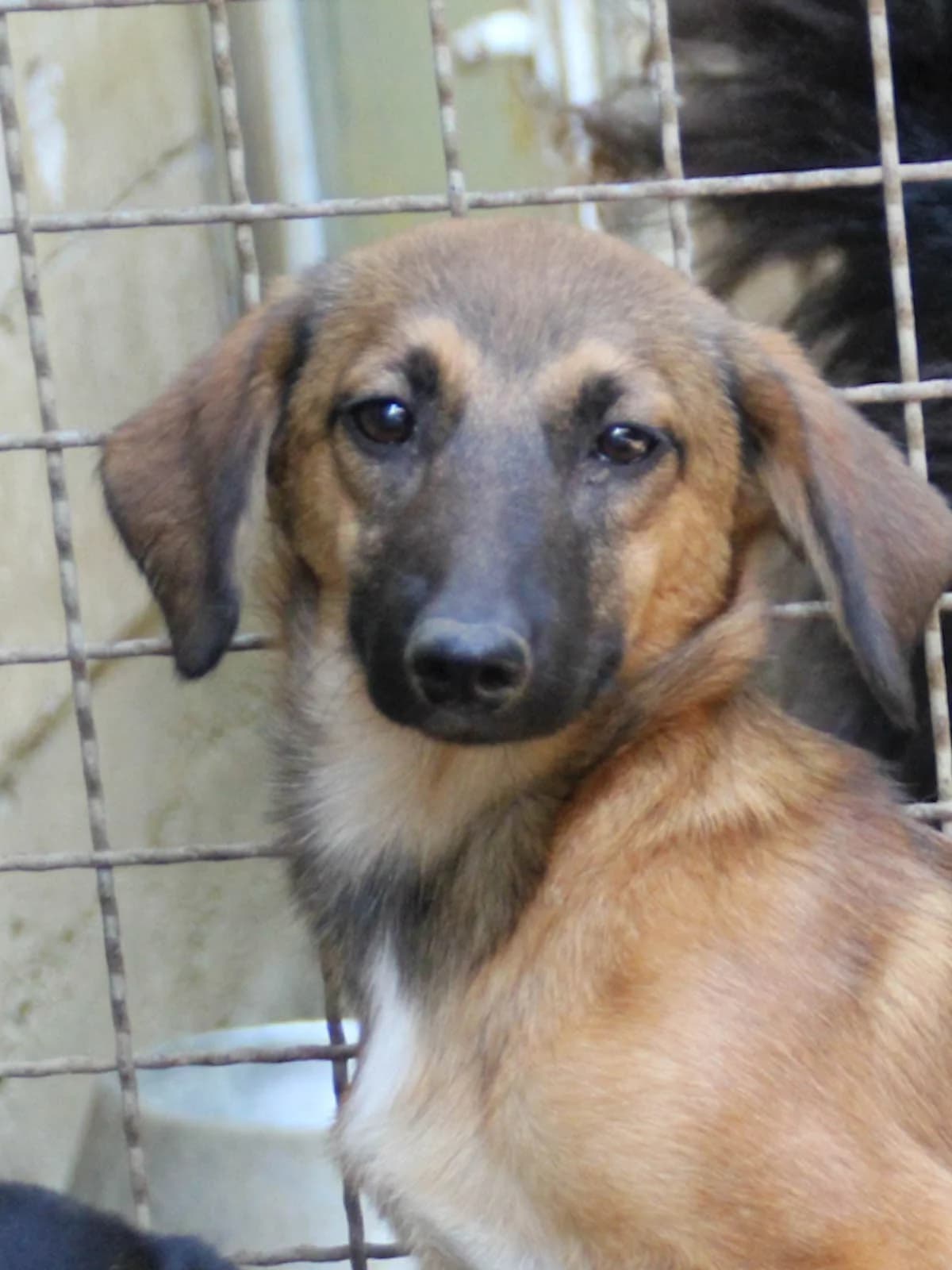 Alma, female Mixed Breed for adoption at Tierheimhelden — photo 4 of 24