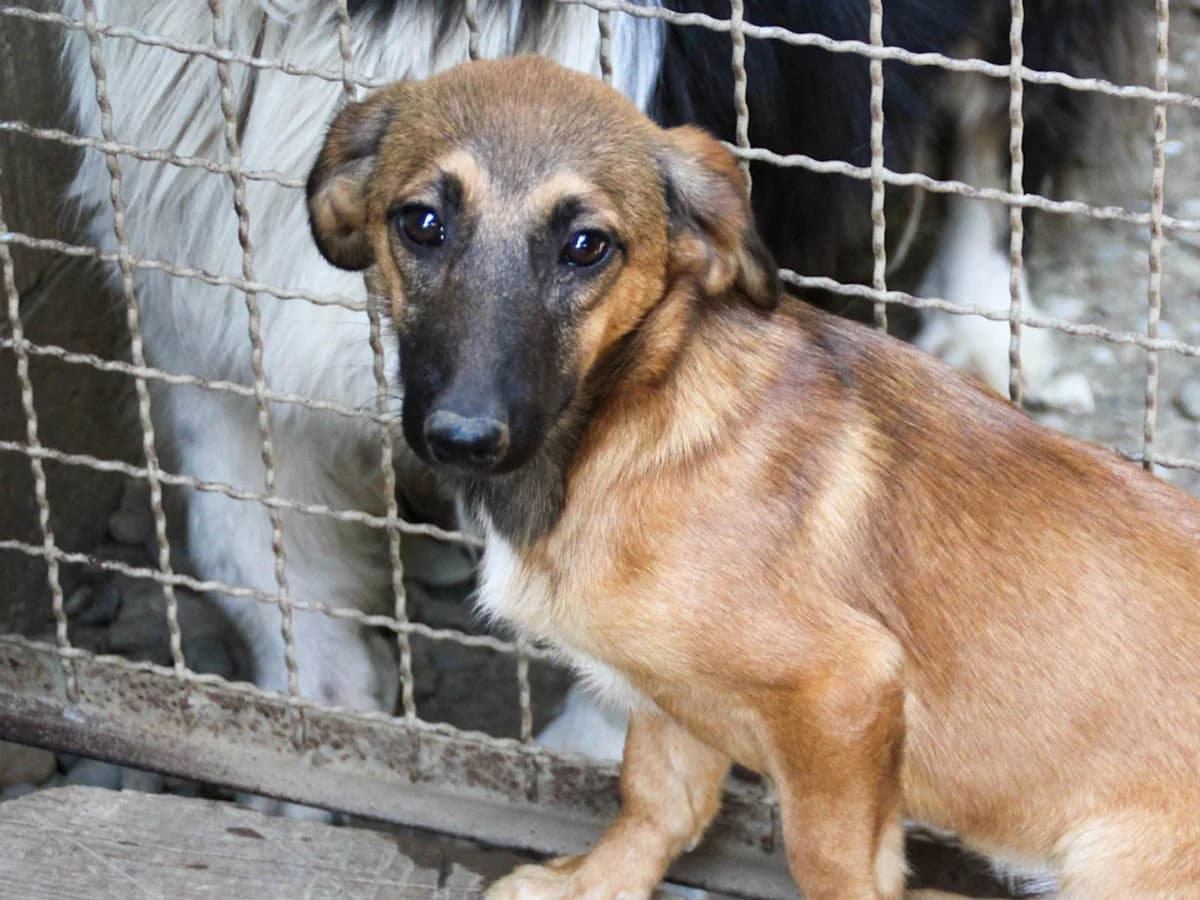 Alma, female Mixed Breed for adoption at Tierheimhelden — photo 5 of 24