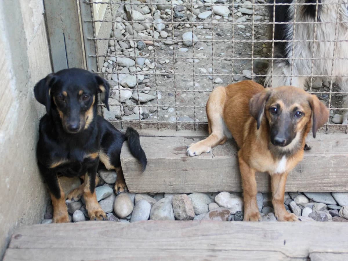 Alma, female Mixed Breed for adoption at Tierheimhelden — photo 6 of 24