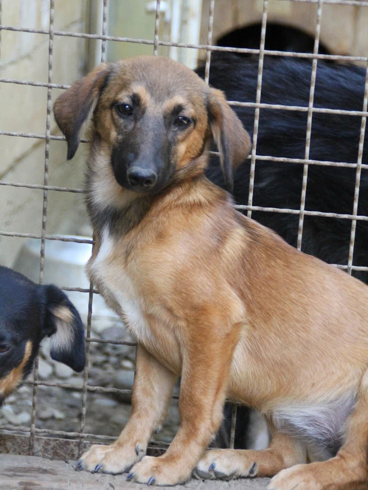 Alma, female Mixed Breed for adoption at Tierheimhelden — photo 8 of 24