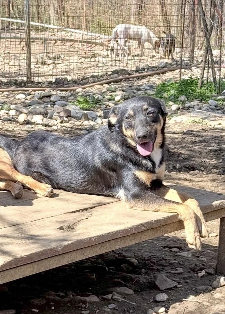 Anika, female Mixed Breed for adoption at Tierheimhelden