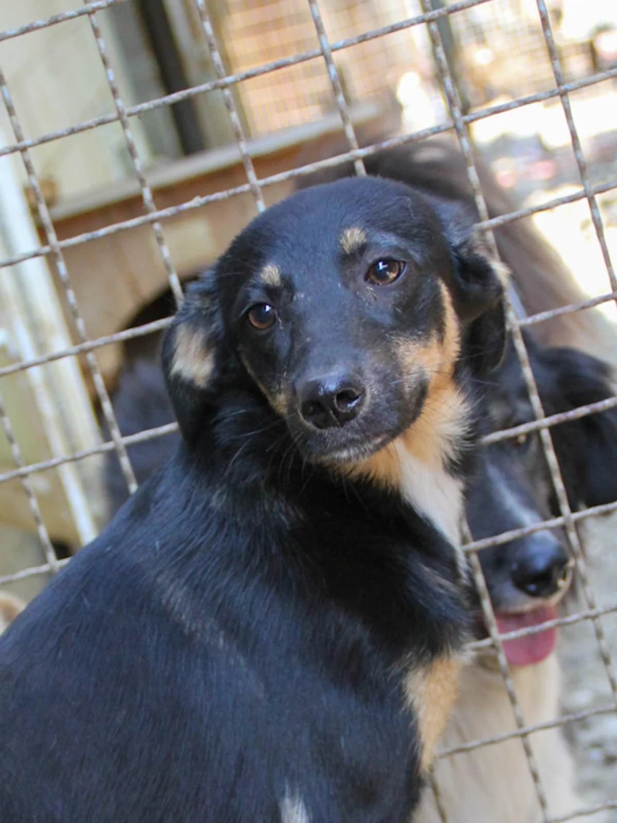 Anika, female Mixed Breed for adoption at Tierheimhelden — photo 2 of 19