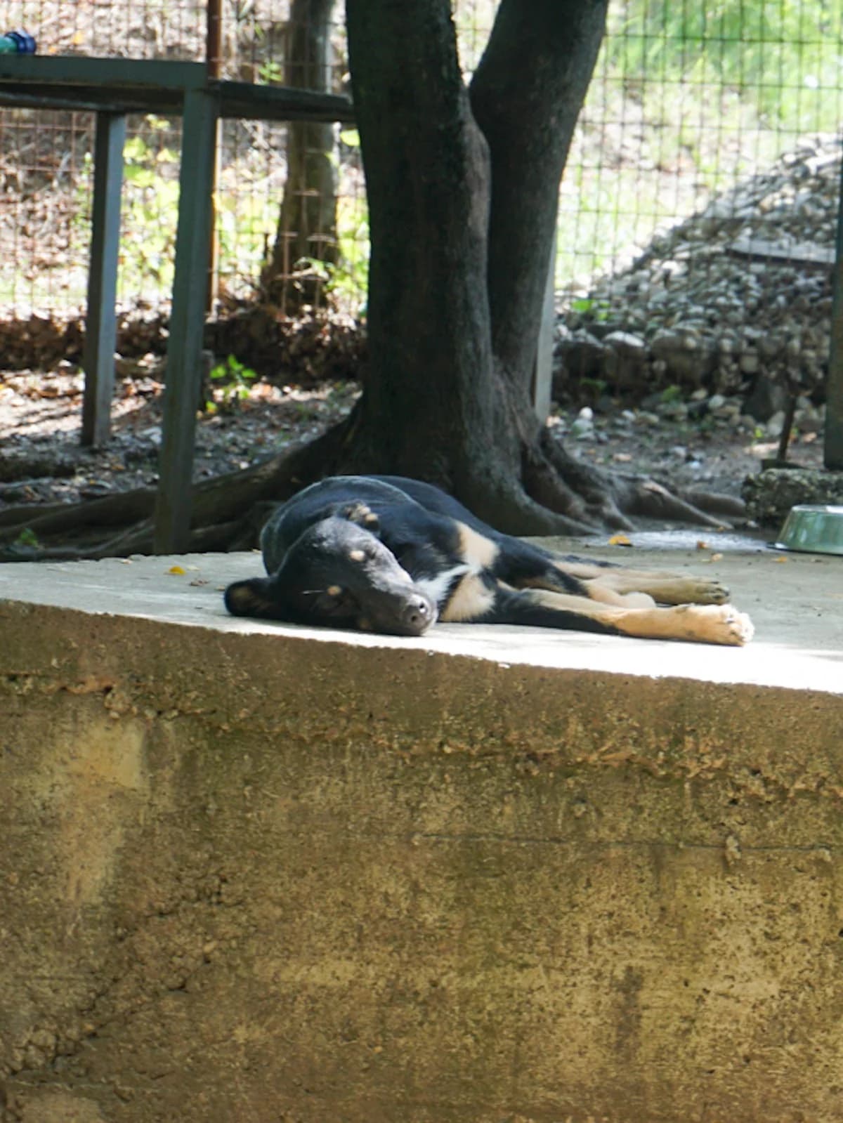 Anika, female Mixed Breed for adoption at Tierheimhelden — photo 3 of 19