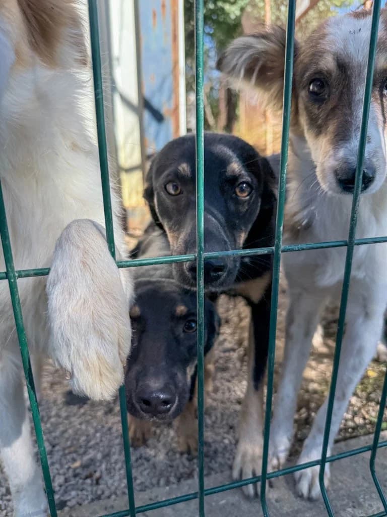 Anika, female Mixed Breed for adoption at Tierheimhelden — photo 4 of 19