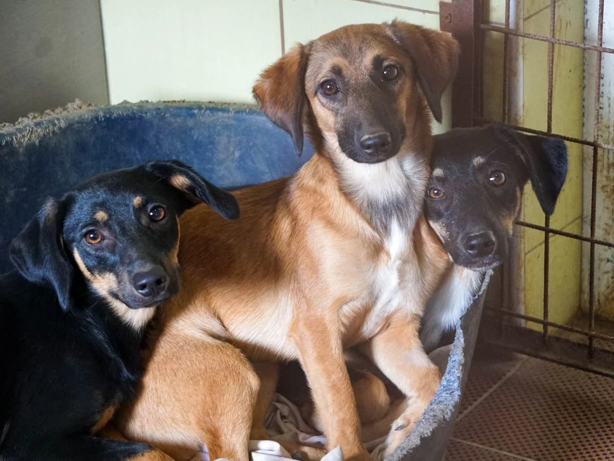 Anika, female Mixed Breed for adoption at Tierheimhelden — photo 5 of 19