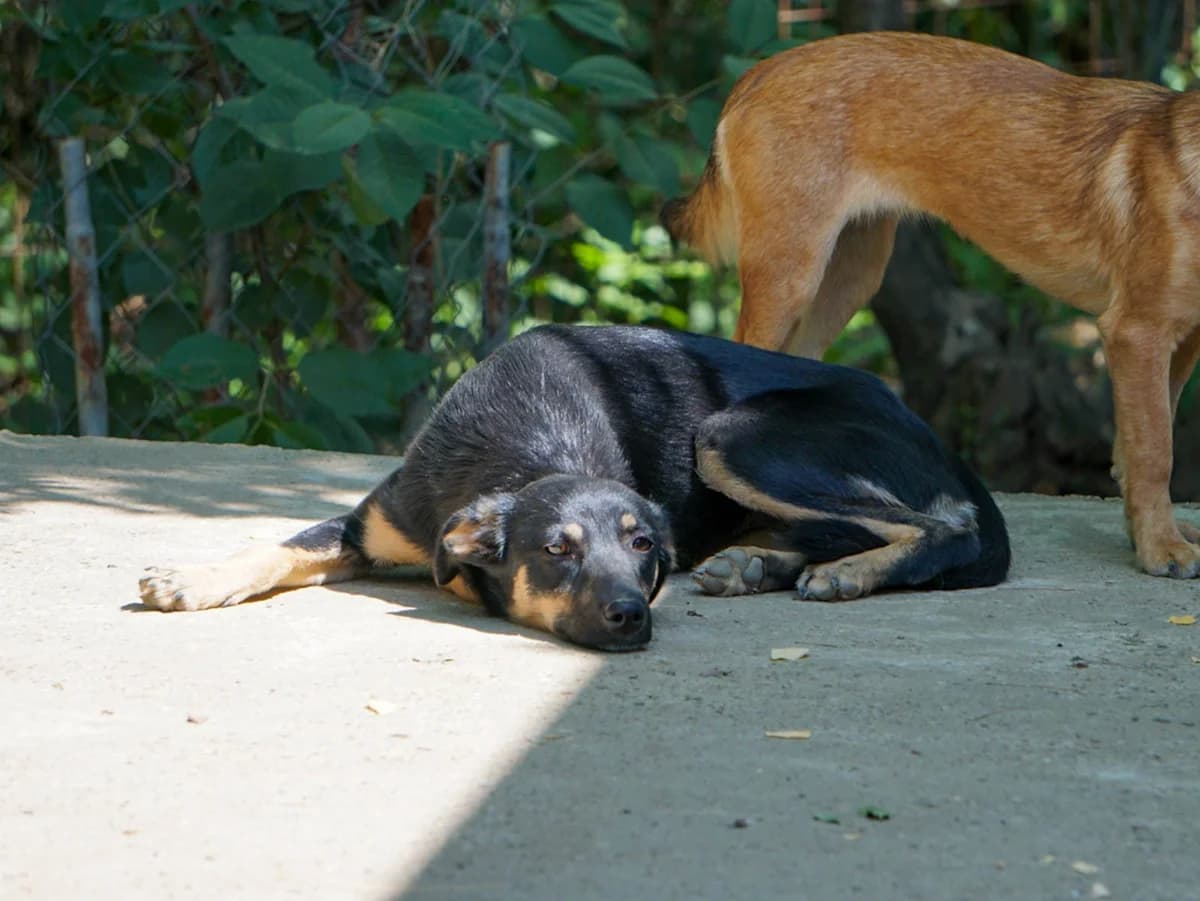 Anika, female Mixed Breed for adoption at Tierheimhelden — photo 6 of 19