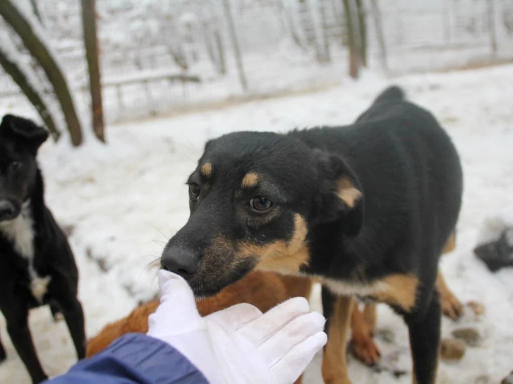 Anika, female Mixed Breed for adoption at Tierheimhelden — photo 7 of 19