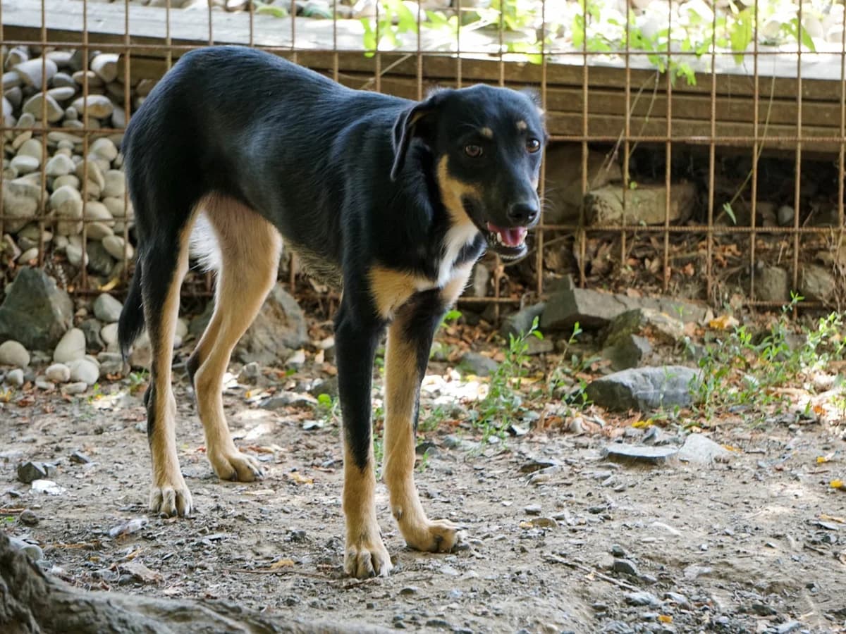 Anika, female Mixed Breed for adoption at Tierheimhelden — photo 8 of 19