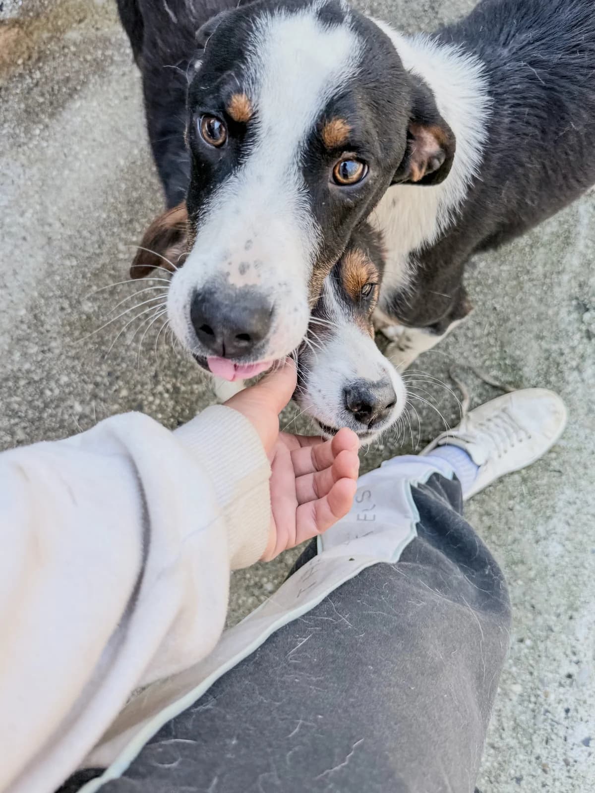 Aurelio, male Mixed Breed for adoption at Tierheimhelden