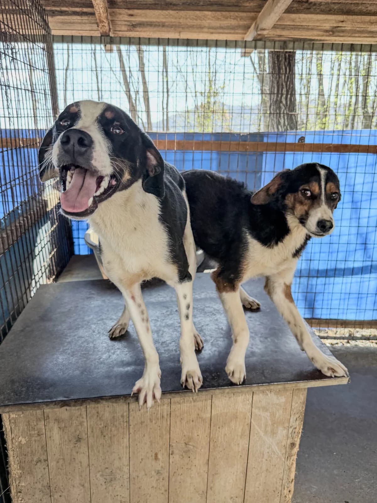 Aurelio, male Mixed Breed for adoption at Tierheimhelden — photo 2 of 13