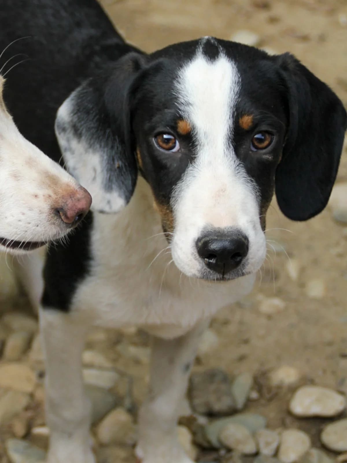 Aurelio, male Mixed Breed for adoption at Tierheimhelden — photo 3 of 13