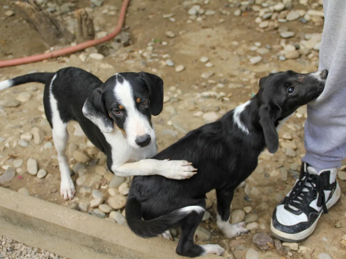 Aurelio, male Mixed Breed for adoption at Tierheimhelden — photo 4 of 13