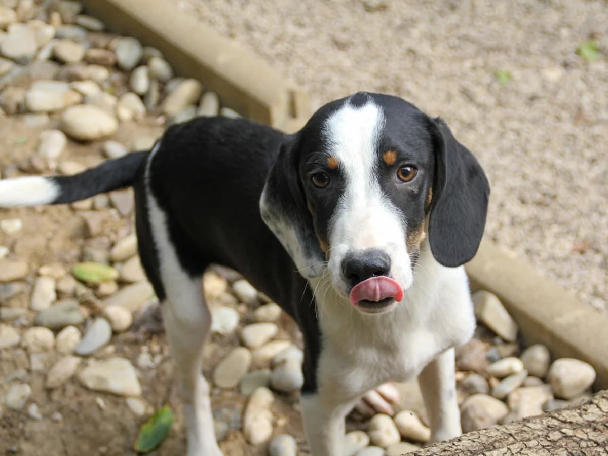 Aurelio, male Mixed Breed for adoption at Tierheimhelden — photo 6 of 13