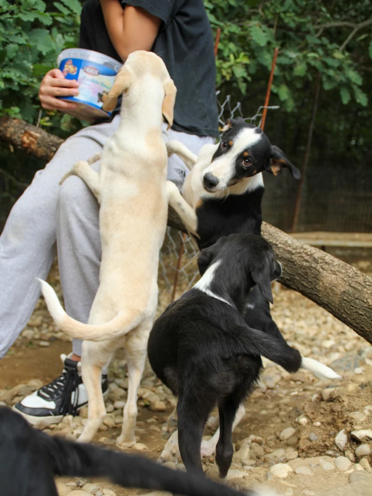 Aurelio, male Mixed Breed for adoption at Tierheimhelden — photo 7 of 13