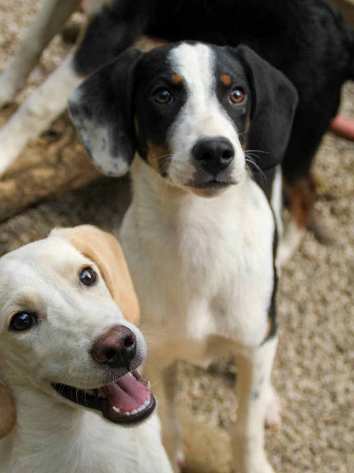 Aurelio, male Mixed Breed for adoption at Tierheimhelden — photo 8 of 13
