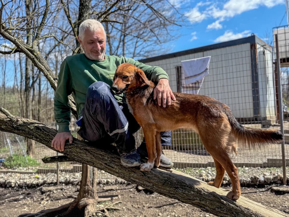 Dario, male Mixed Breed for adoption at Tierheimhelden