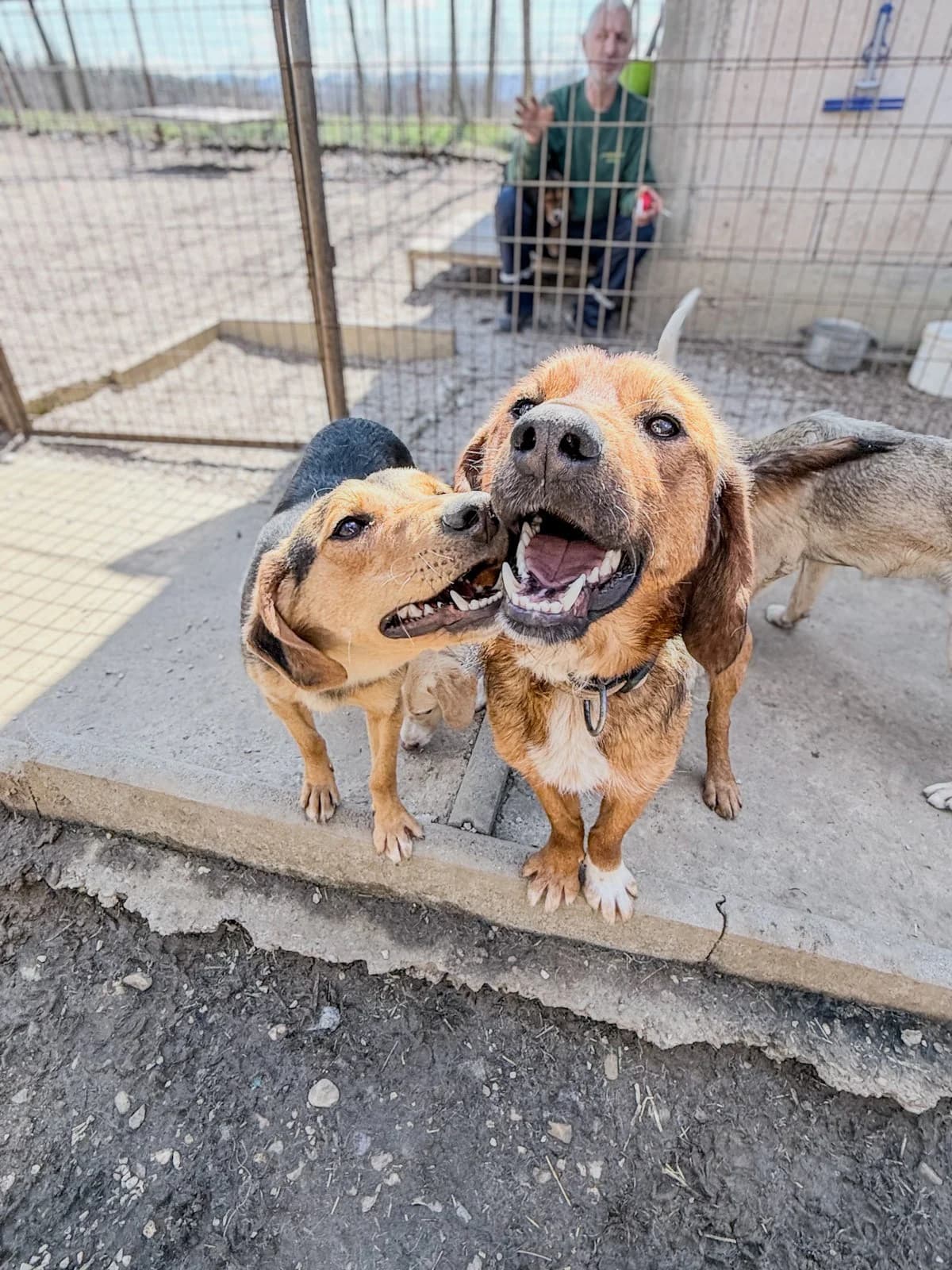 Dario, male Mixed Breed for adoption at Tierheimhelden — photo 2 of 29