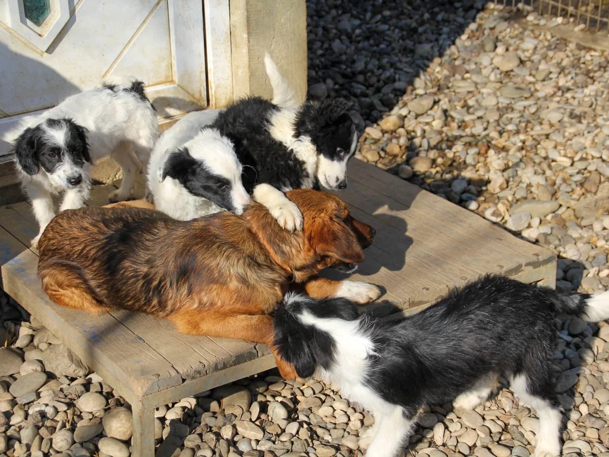 Dario, male Mixed Breed for adoption at Tierheimhelden — photo 3 of 29