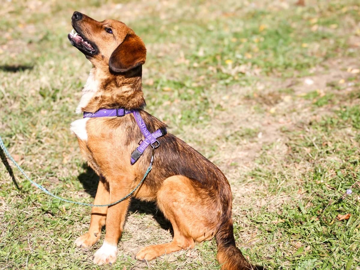 Dario, male Mixed Breed for adoption at Tierheimhelden — photo 4 of 29